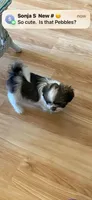 Pebbles, a female Shih Tzu for sale in Pickens, SC – 1 of 4