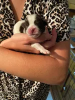 Smokey, a male Shih Tzu for sale in Pickens, SC – 1 of 1