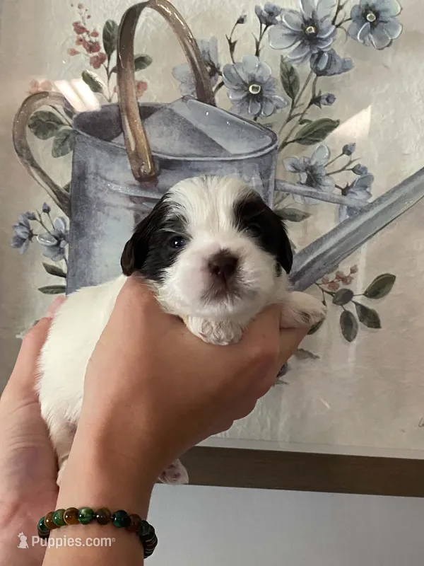 Smokey – Shih Tzu puppy for sale in Pickens, SC