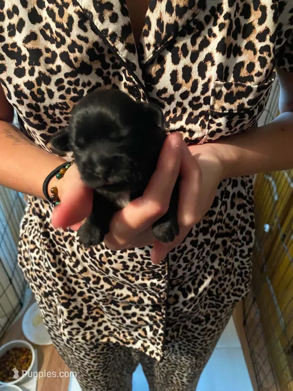 Grizzly – Shih Tzu puppy for sale in Pickens, SC