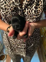 Grizzly, a male Shih Tzu for sale in Pickens, SC – 1 of 1
