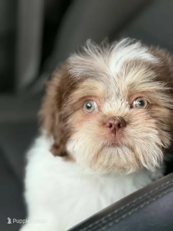 Gizmo – Shih Tzu puppy for sale in Pickens, SC