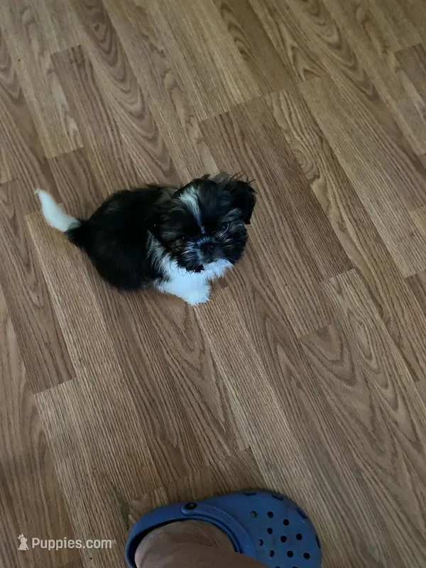 Duke – Shih Tzu puppy for sale in Pickens, SC