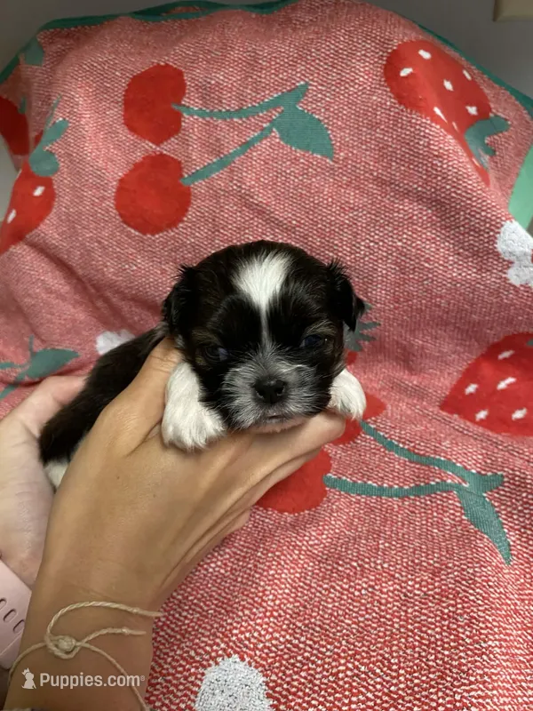 Duke – Shih Tzu puppy for sale in Pickens, SC