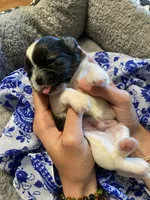 Duke, a male Shih Tzu for sale in Pickens, SC – Photo 2 of 4