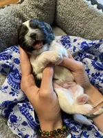 Duke, a male Shih Tzu for sale in Pickens, SC – Photo 1 of 4