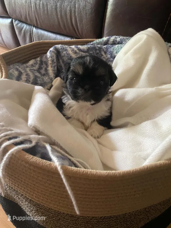 Mocha – Shih Tzu puppy for sale in Pickens, SC