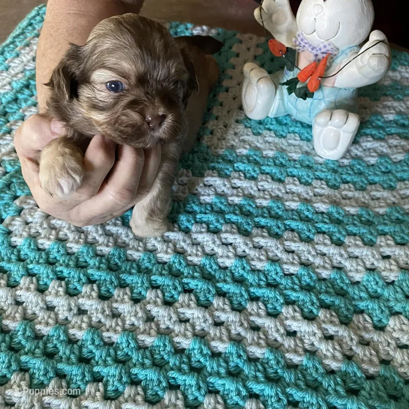 Rosco – Shih Tzu puppy for sale in Pickens, SC
