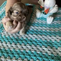 Rosco, a male Shih Tzu for sale in Pickens, SC – Photo 1 of 4