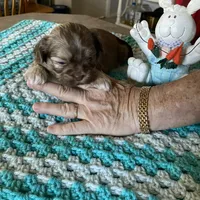 Rosco, a male Shih Tzu for sale in Pickens, SC – Photo 2 of 4