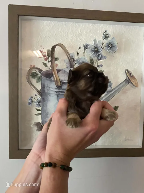 Silo – Shih Tzu puppy for sale in Pickens, SC