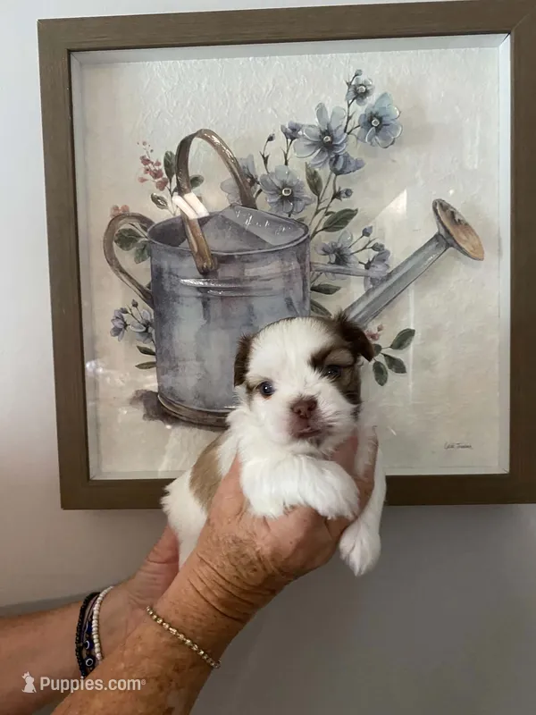 Max – Shih Tzu puppy for sale in Pickens, SC