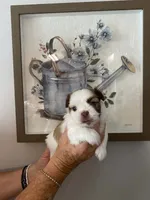 Max, a male Shih Tzu for sale in Pickens, SC – 1 of 1