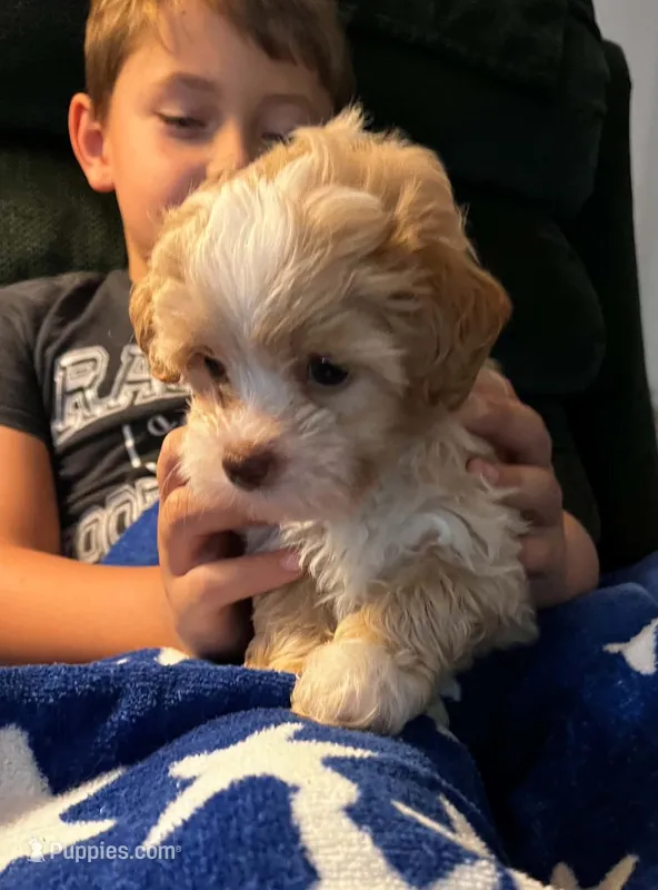 Milo – Shihpoo puppy for sale in Pickens, SC