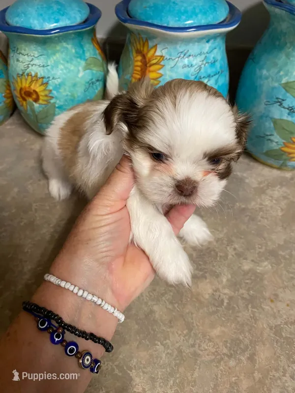Cooper – Shih Tzu puppy for sale in Pickens, SC