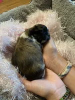 Lola, a female Shih Tzu for sale in Pickens, SC – Photo 1 of 4