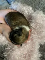 Lola, a female Shih Tzu for sale in Pickens, SC – Photo 2 of 4