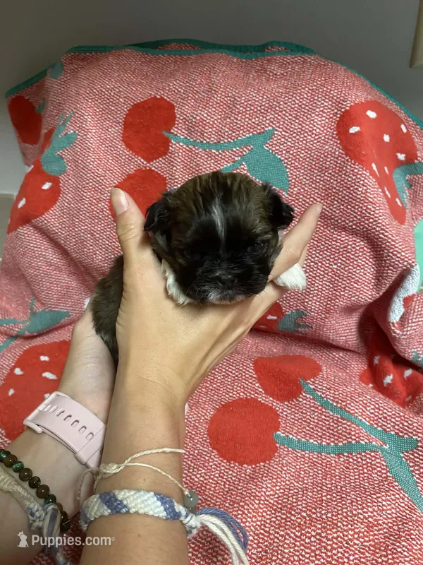 Lola – Shih Tzu puppy for sale in Pickens, SC