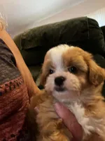 Marybelle, a female Shihpoo for sale in Pickens, SC – 1 of 2