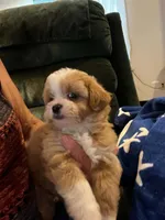 Marcus, a male Shihpoo for sale in Pickens, SC – 2 of 5