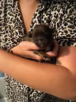 Silo, a male Shih Tzu for sale in Pickens, SC – 1 of 1