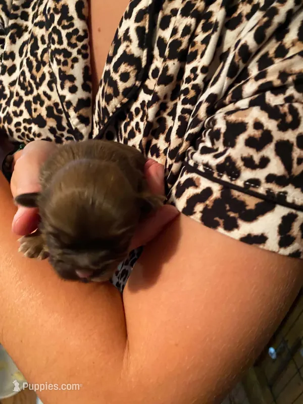 Rocky – Shih Tzu puppy for sale in Pickens, SC