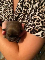Rocky, a male Shih Tzu for sale in Pickens, SC – 1 of 1