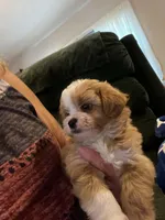 Marcus, a male Shihpoo for sale in Pickens, SC – 5 of 5