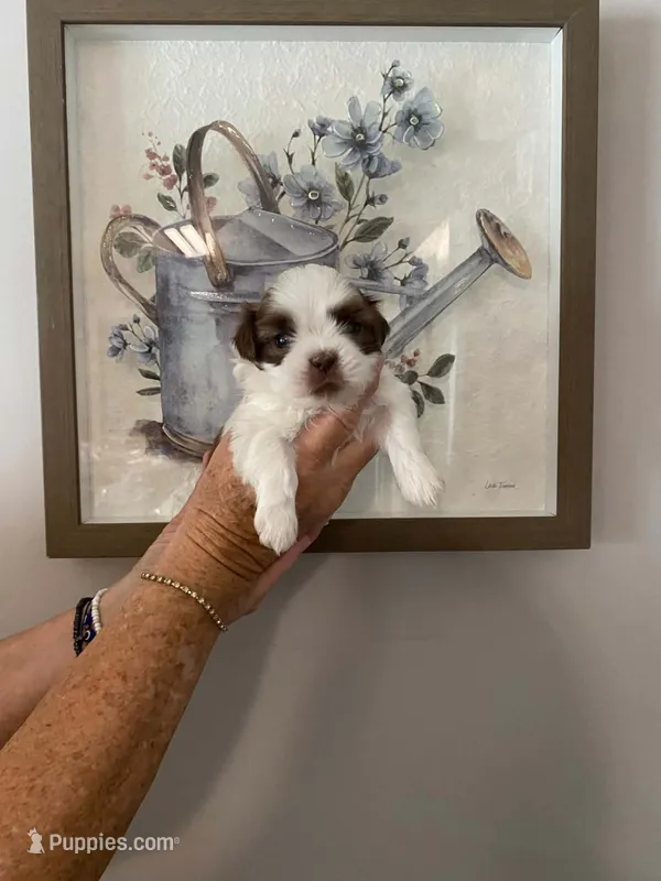Cooper – Shih Tzu puppy for sale in Pickens, SC
