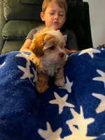 Matilda, a female Shihpoo for sale in Pickens, SC – 3 of 4