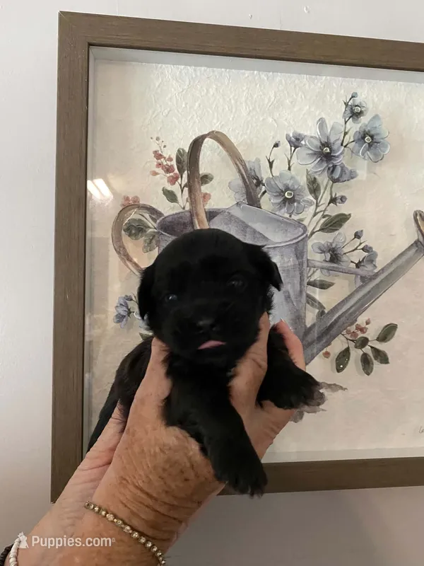 Grizzly – Shih Tzu puppy for sale in Pickens, SC