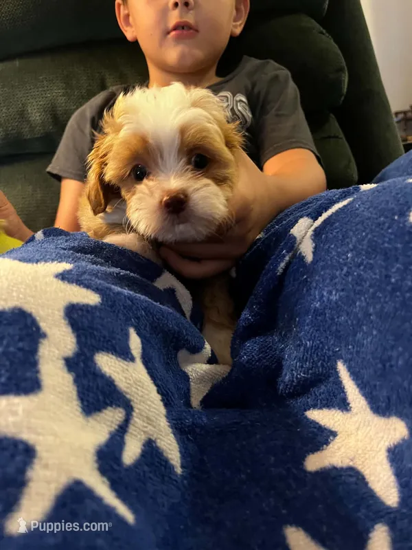 Marybelle – Shihpoo puppy for sale in Pickens, SC
