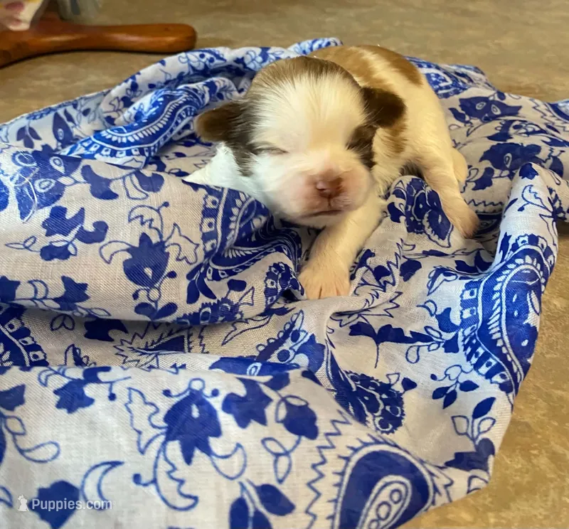 Maxo – Shih Tzu puppy for sale in Pickens, SC