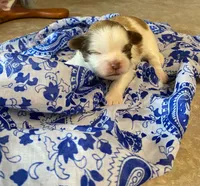Maxo, a male Shih Tzu for sale in Pickens, SC – 1 of 1