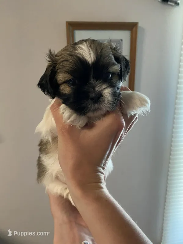 Tucker – Shih Tzu puppy for sale in Pickens, SC
