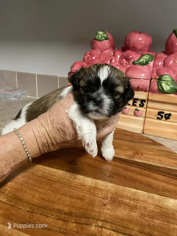 Tucker – Shih Tzu puppy for sale in Pickens, SC