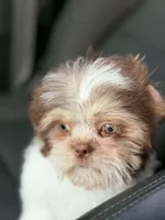 Gizmo, a male Shih Tzu for sale in Pickens, SC – 2 of 6