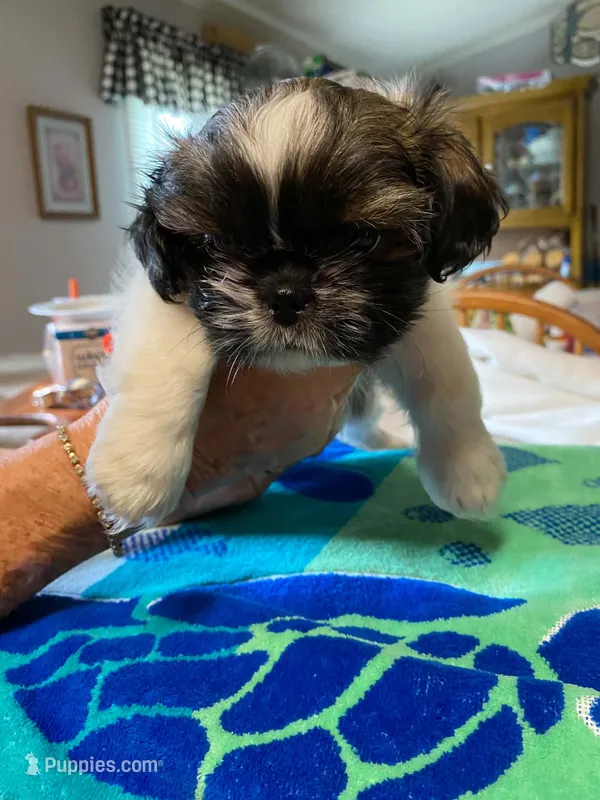 Duke – Shih Tzu puppy for sale in Pickens, SC