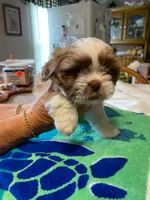 Rusty, a male Shih Tzu for sale in Pickens, SC – 2 of 4