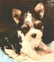 Lala's Girl, a female Yorkshire Terrier for sale in Pickens, SC – Photo 3 of 6