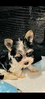 Lala's Girl, a female Yorkshire Terrier for sale in Pickens, SC – Photo 4 of 6