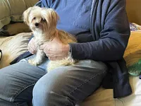 Lala's Girl, a female Yorkshire Terrier for sale in Pickens, SC – Photo 5 of 6