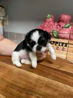 Oreo, a male Shih Tzu for sale in Pickens, SC – Photo 1 of 3