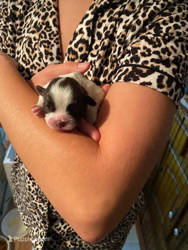Wren – Shih Tzu puppy for sale in Pickens, SC