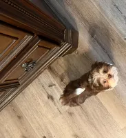 Gizmo, a male Shih Tzu for sale in Pickens, SC – 5 of 6