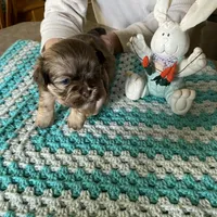 Bear, a male Shih Tzu for sale in Pickens, SC – Photo 2 of 6