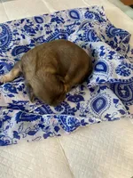 Bear, a male Shih Tzu for sale in Pickens, SC – Photo 4 of 6