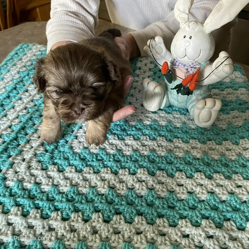 Bear – Shih Tzu puppy for sale in Pickens, SC