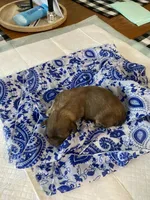 Bear, a male Shih Tzu for sale in Pickens, SC – Photo 3 of 6