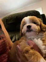 Marcus, a male Shihpoo for sale in Pickens, SC – 4 of 5